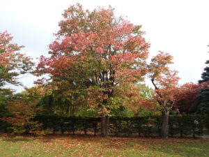 エゾヤマザクラ　芝生広場